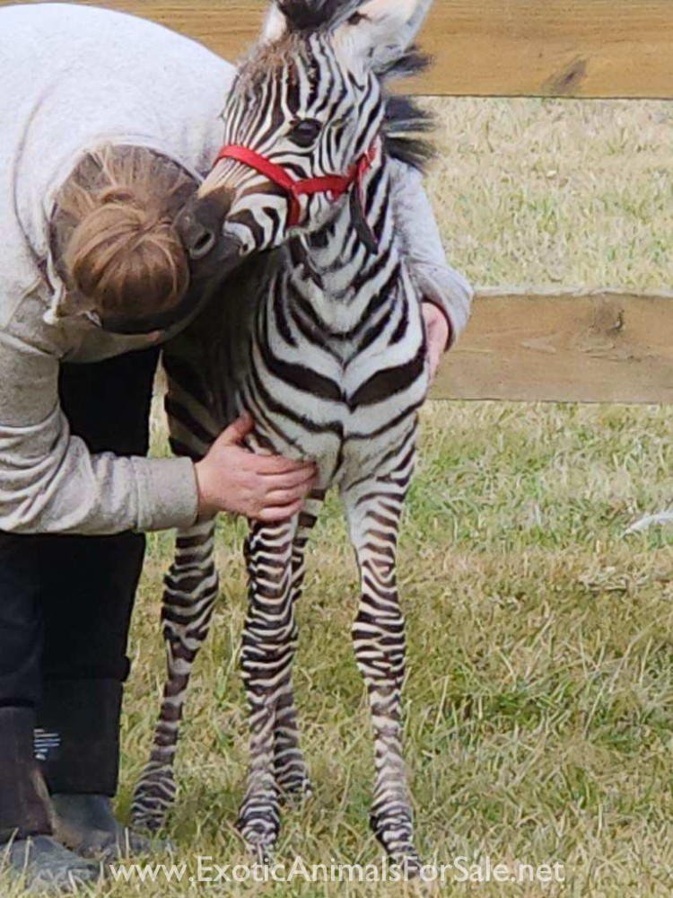 Grants Zebra Filly for Sale