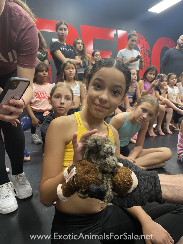 MARMOSETS (AKA POCKET MONKEY AVAILABLE !!) FINANCING AVAILABLE