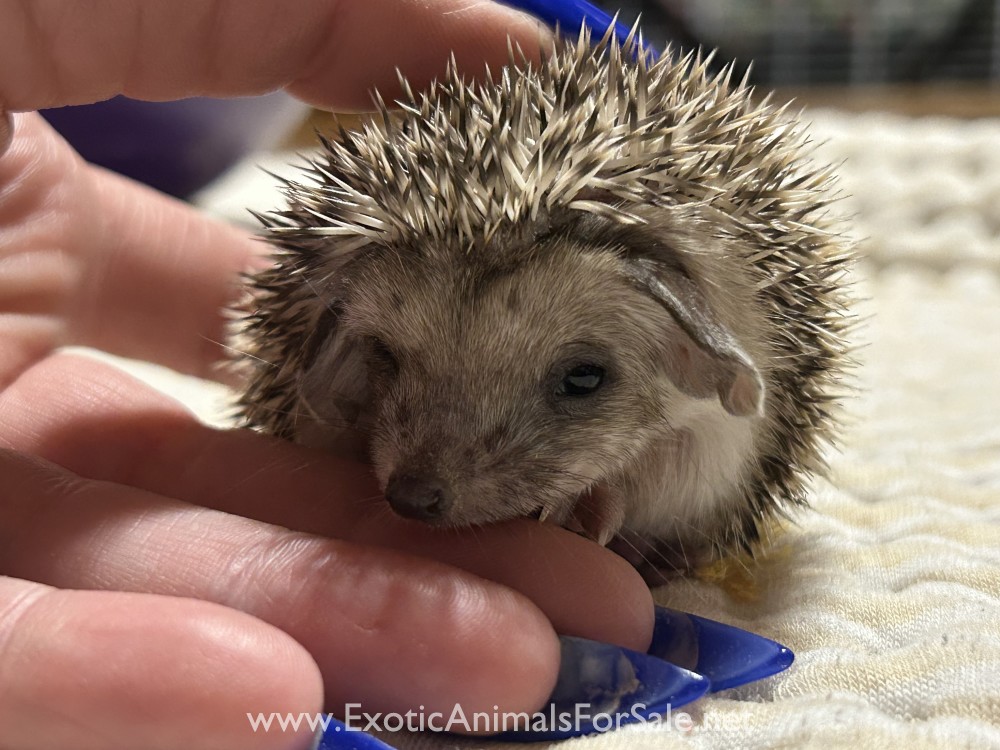 Long Eared Hedgehogs For Sale 