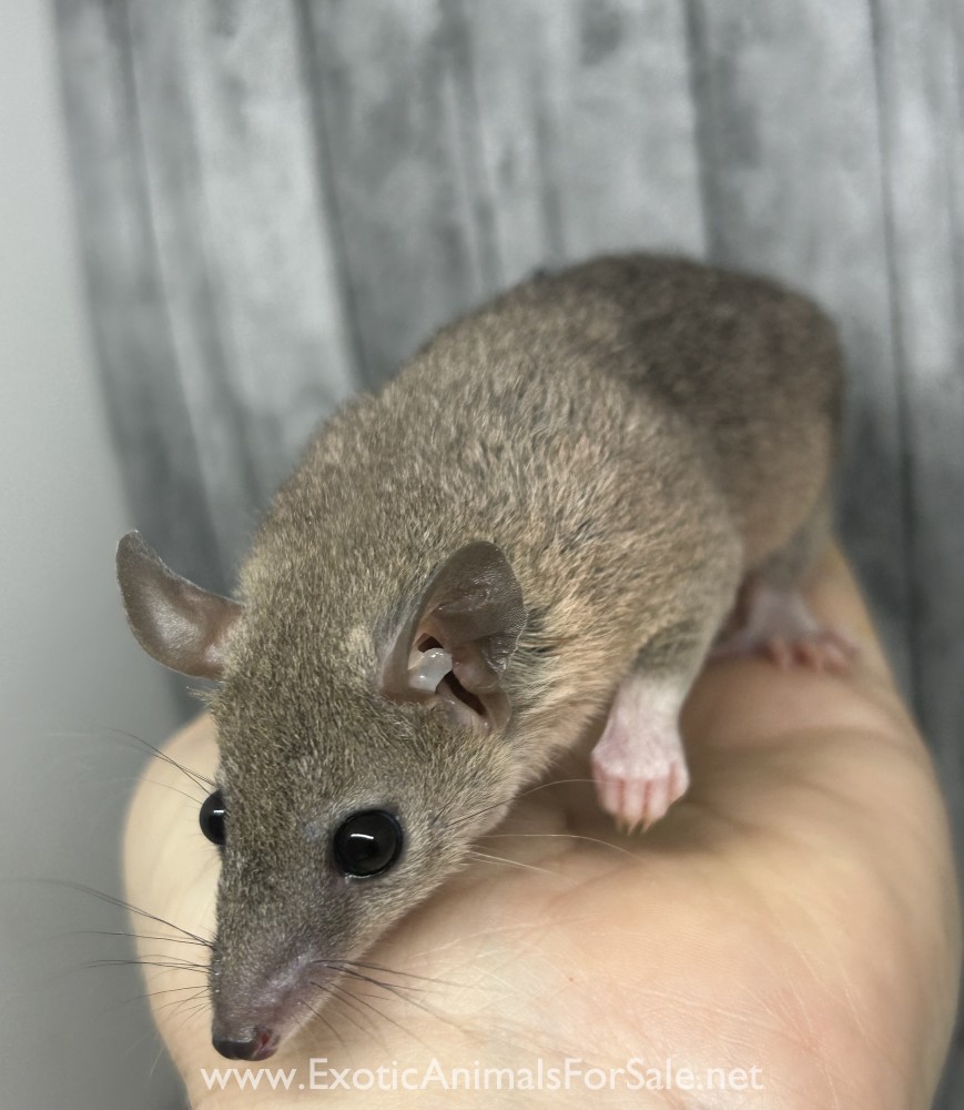 Short Tailed Opossums for Sale