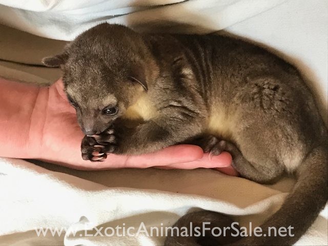 Canada Kinkajou new born baby for Sale