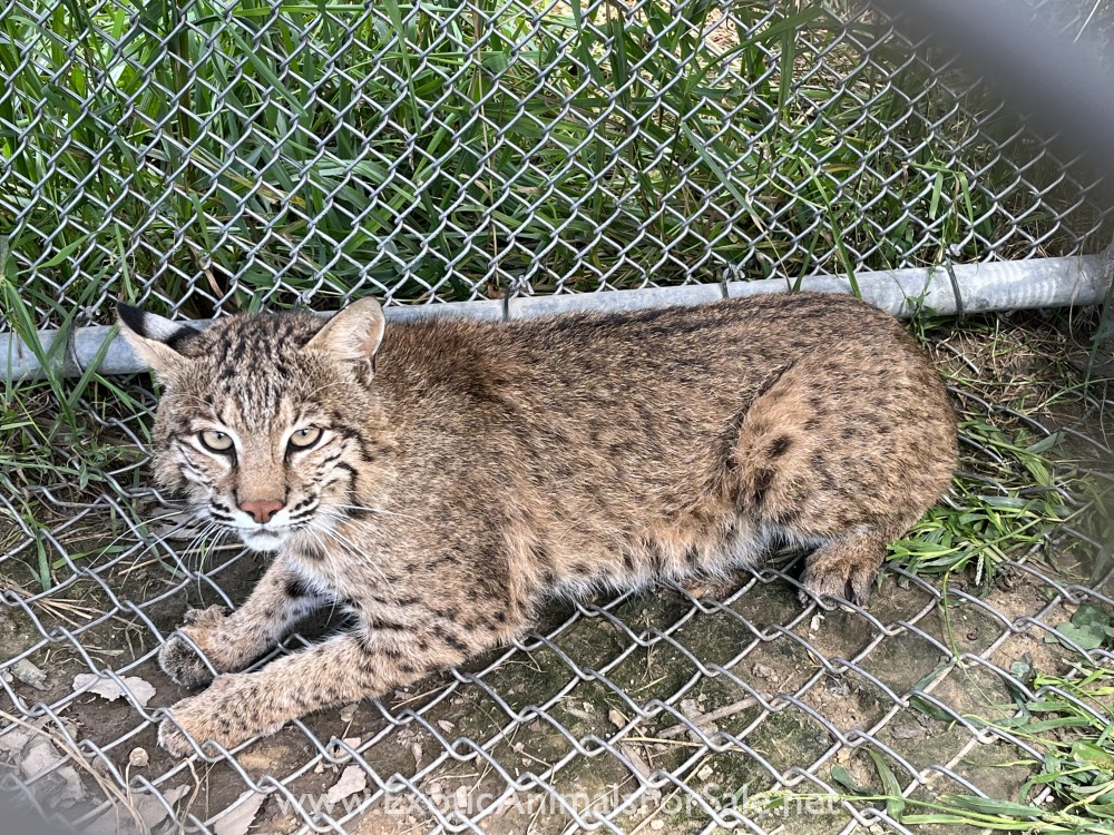 Male Bobcat for Sale