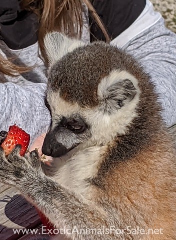 Lemurs For Sale