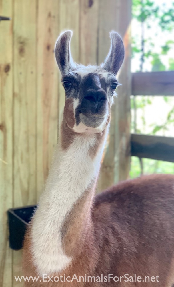 Llama pair for sale for Sale