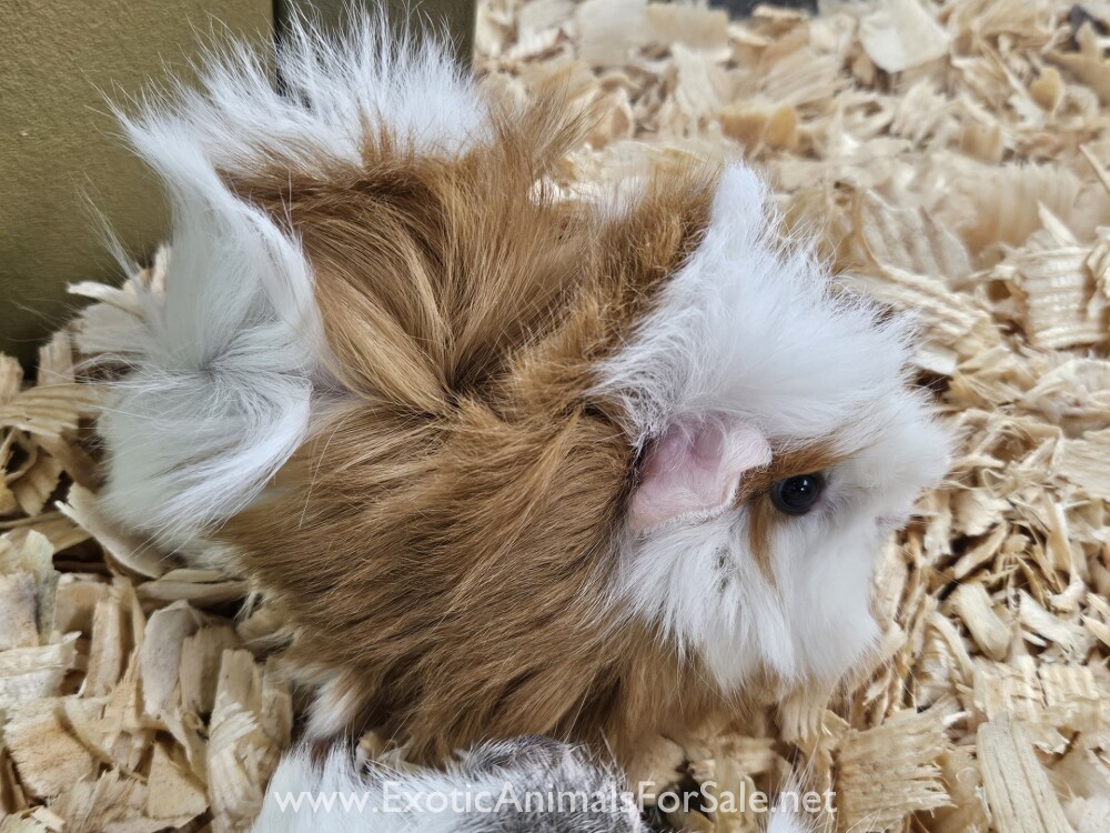 Peruvian Long Hair Guinea Pigs for Sale