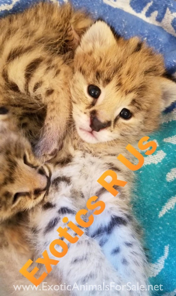 African Serval Kittens for Sale