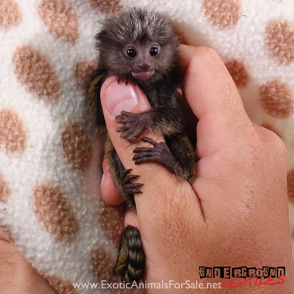 Baby Marmoset Monkey for Sale