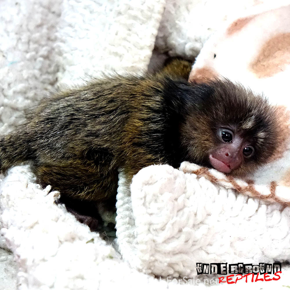 Baby Marmoset Monkey for Sale