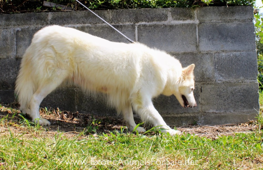Western Timber Dogs for Sale
