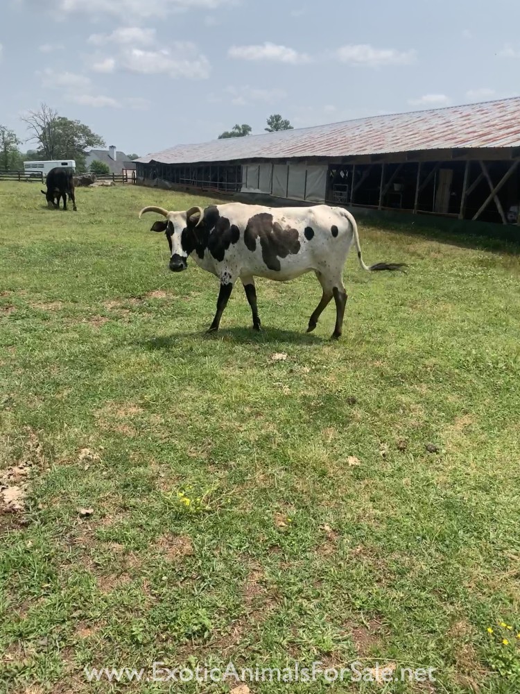 Zebu Herd of 6 for Sale