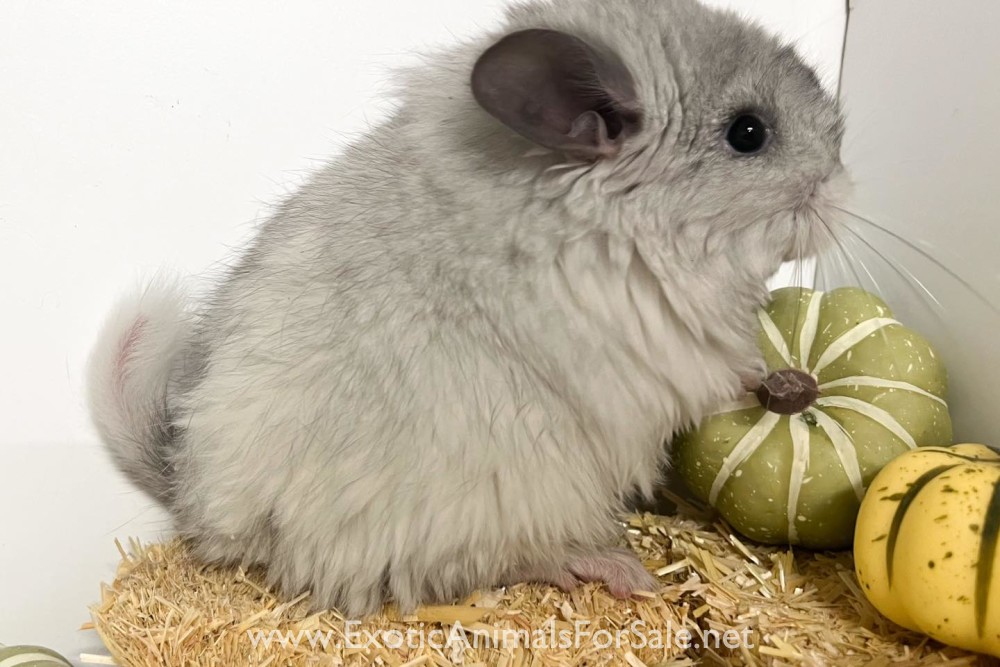 Angora and other chinchillas for Sale