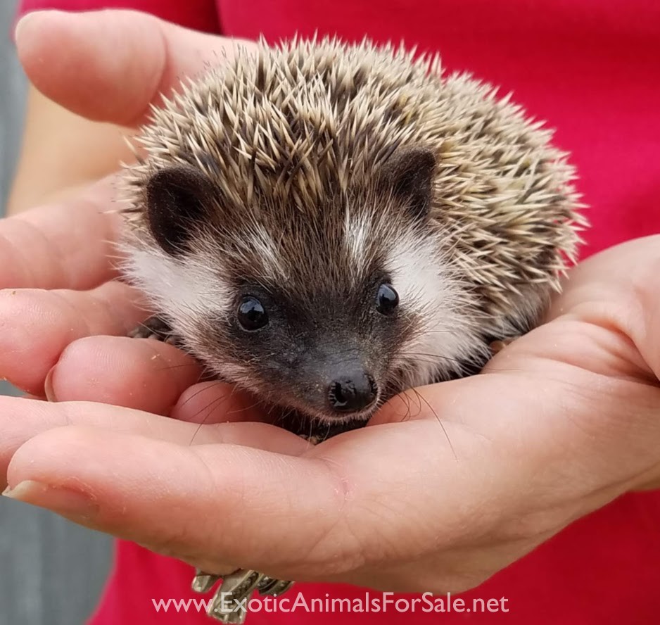 Pet hedgehogs for sale for Sale