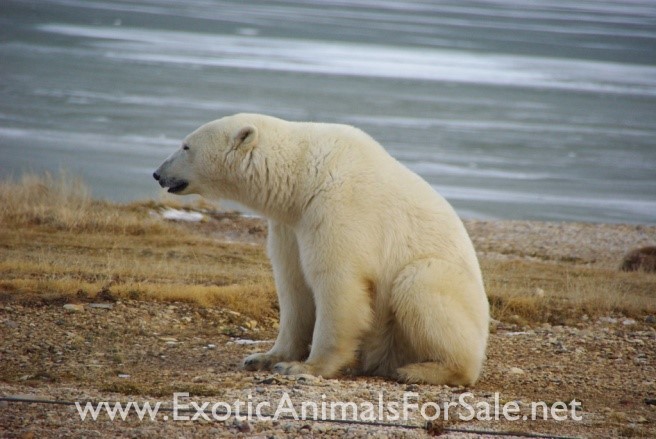 Polar Bear Sitting