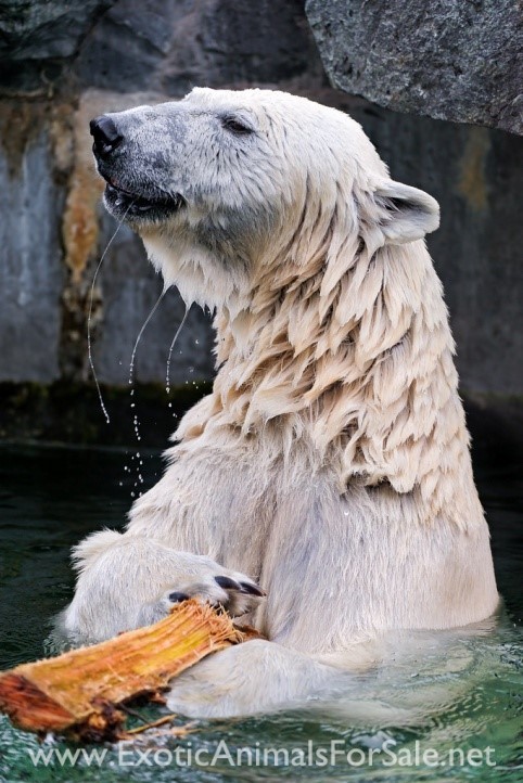 Polar Bear with Stick