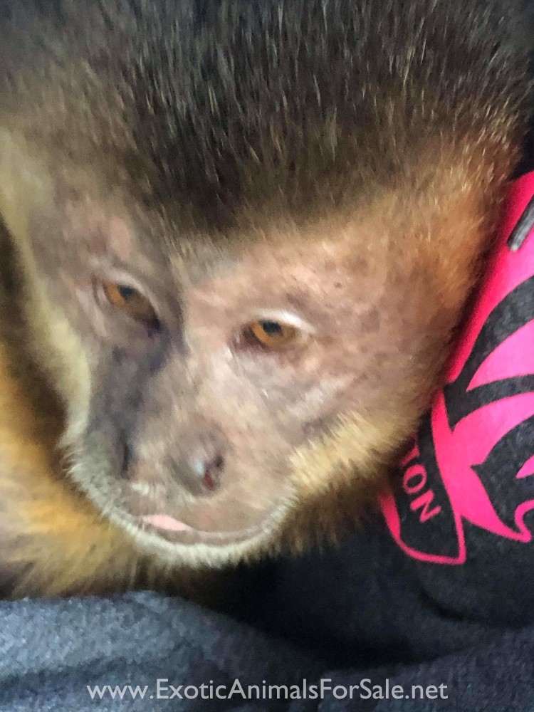 Male black cap capuchin breeder for Sale