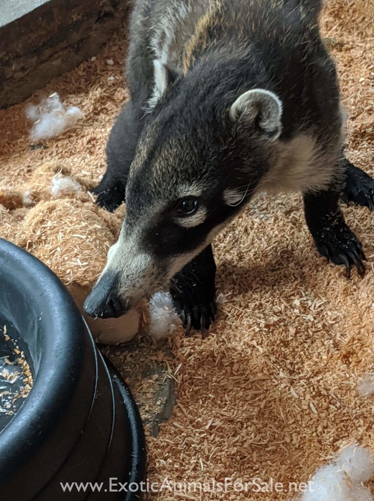 Adult coati for Sale