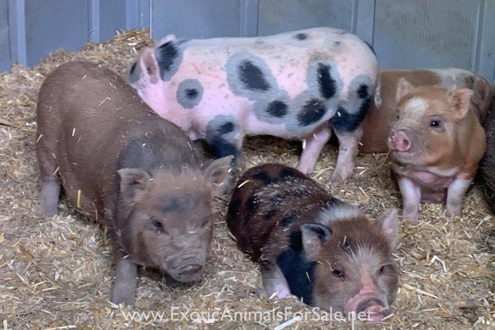 potbellied pigs for Sale
