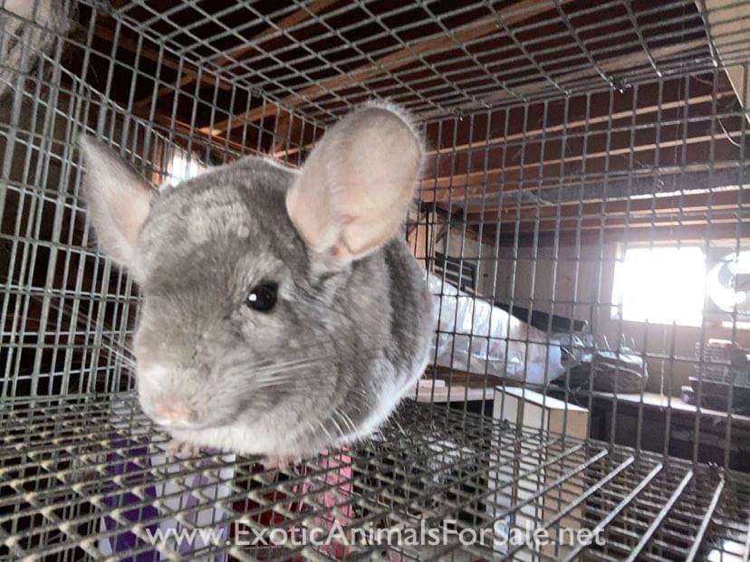 Chinchillas for Sale
