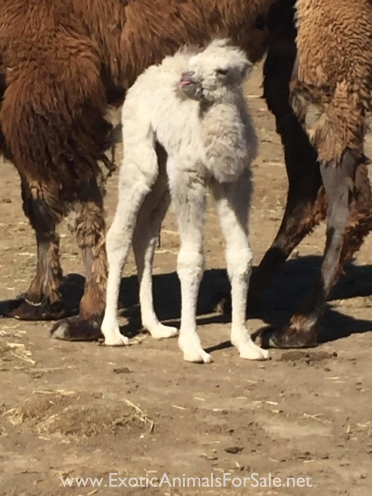Beautiful White baby bactrian camel girl 20,000 for Sale Beautiful White baby bactrian camel girl 20,000 for Sale