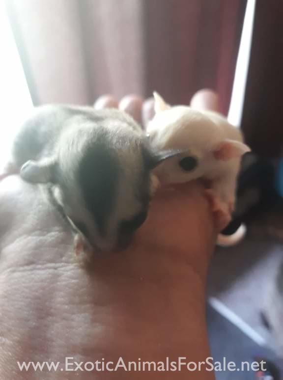 Sugar Gliders For Sale