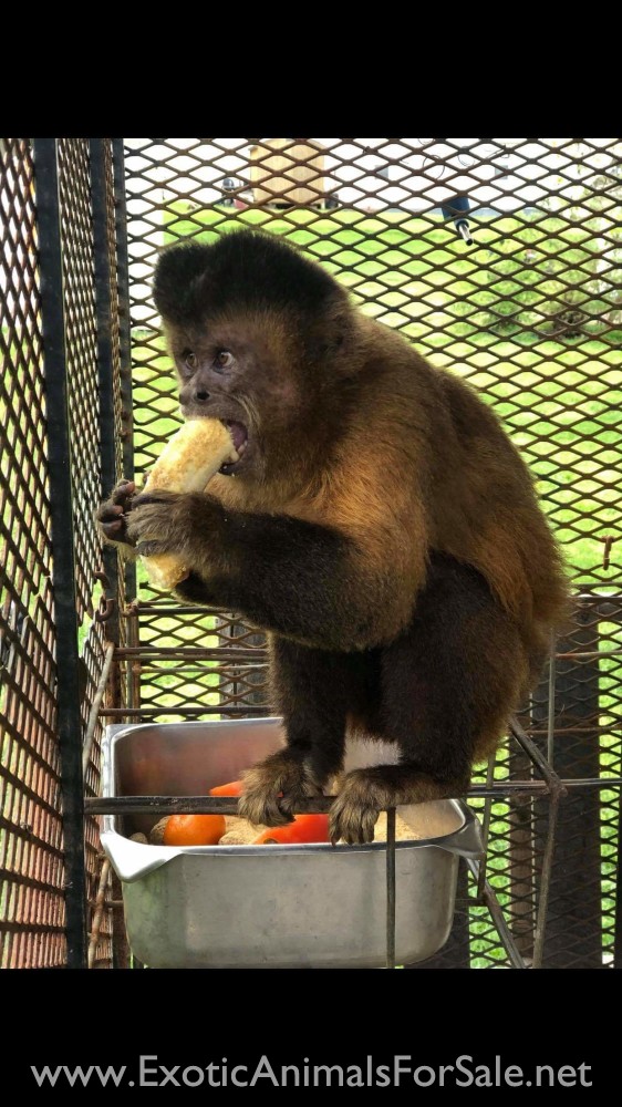 Male black cap capuchin breeder for Sale