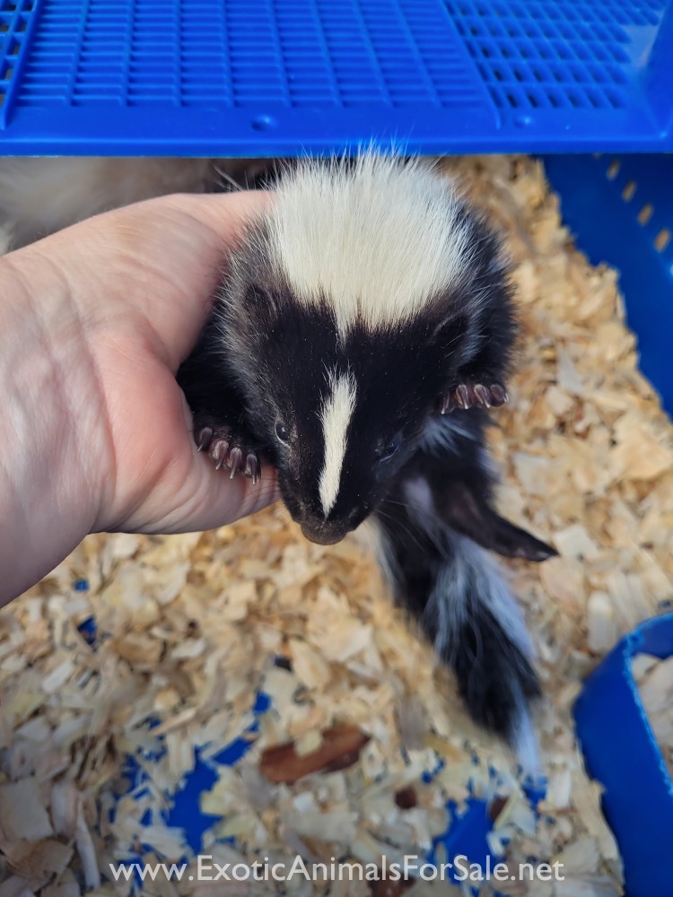 Baby Skunks for Sale