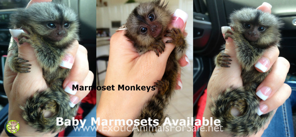 BABY MARMOSETS (AKA POCKET MONKEY AVAILABLE !!) FINANCING AVAILABLE ...