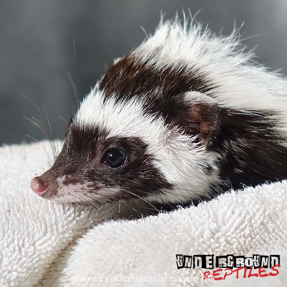 Libyan Striped Weasel for Sale