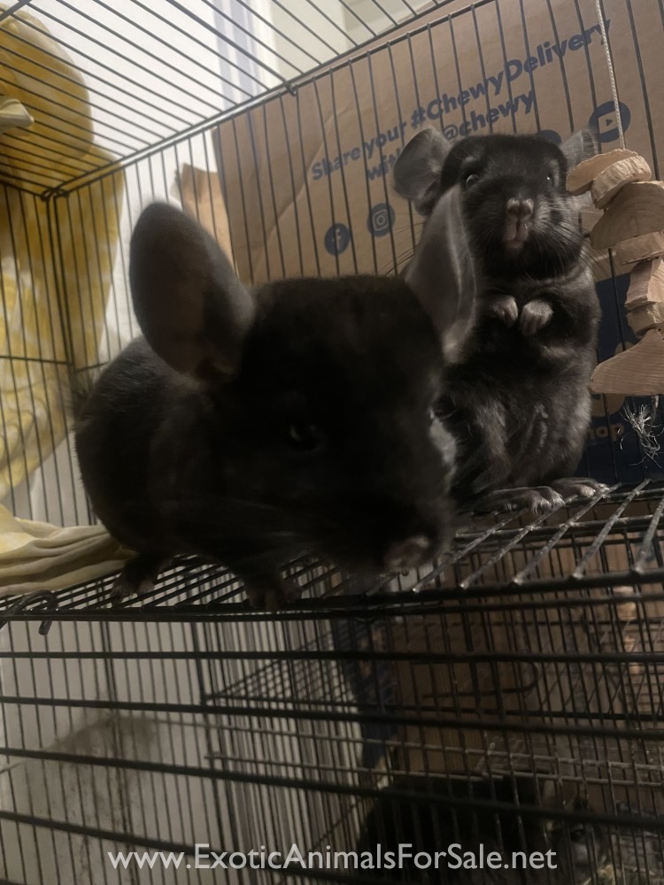 baby chinchillas for Sale