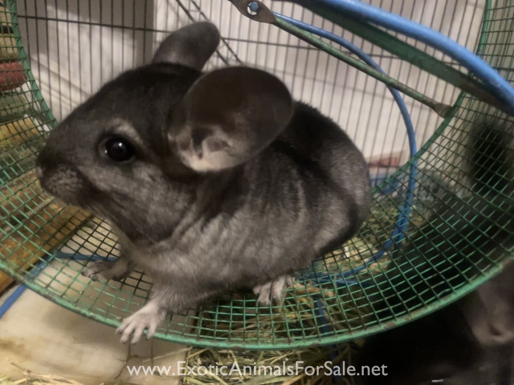baby chinchillas for Sale