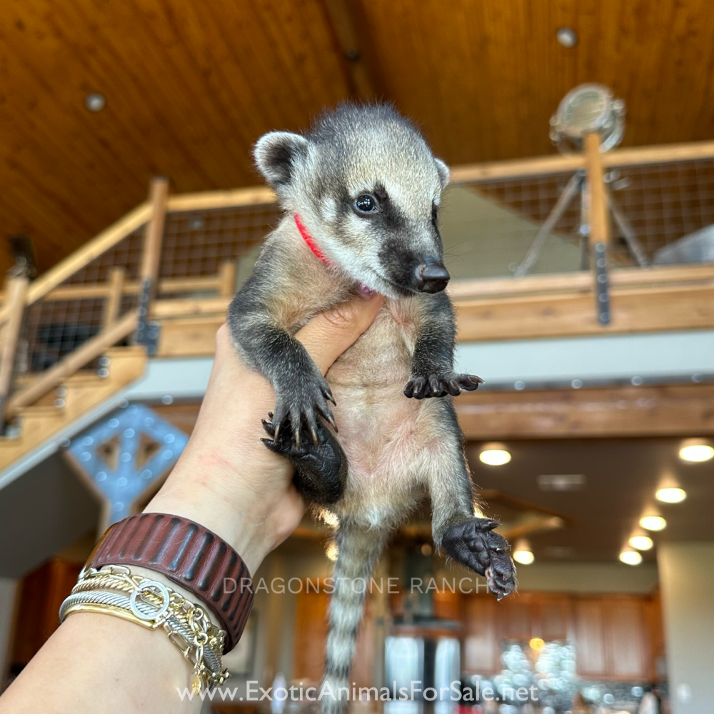 Bottle Baby Mountain Coatis for Sale