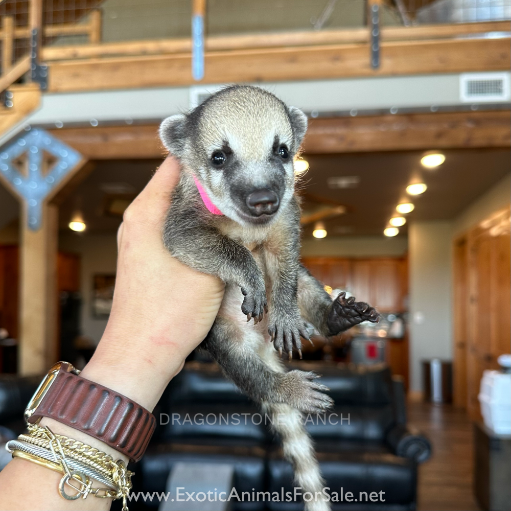 Bottle Baby Mountain Coatis for Sale