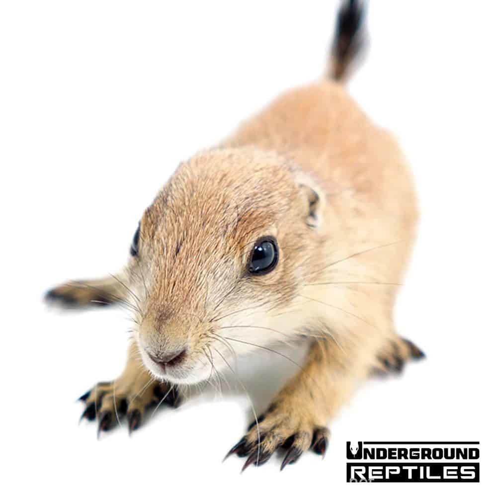 Baby Prairie Dog for Sale