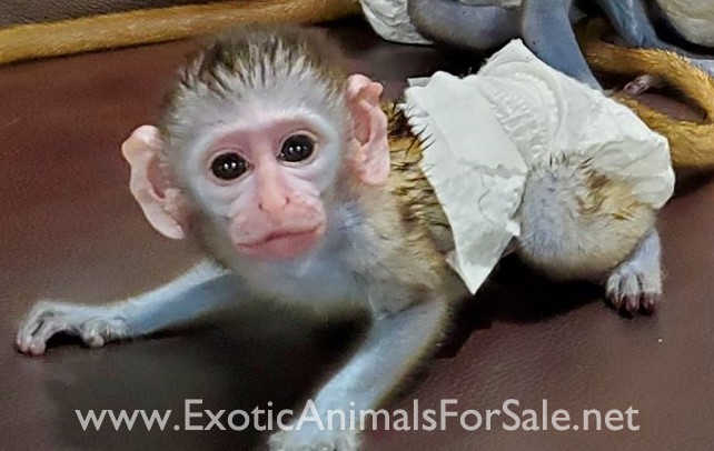 Pocket Monkey Baby Green Monkeys For Sale Pigtail Monkeys Rhesus Macaque  For Sale Baby Green Monkeys For