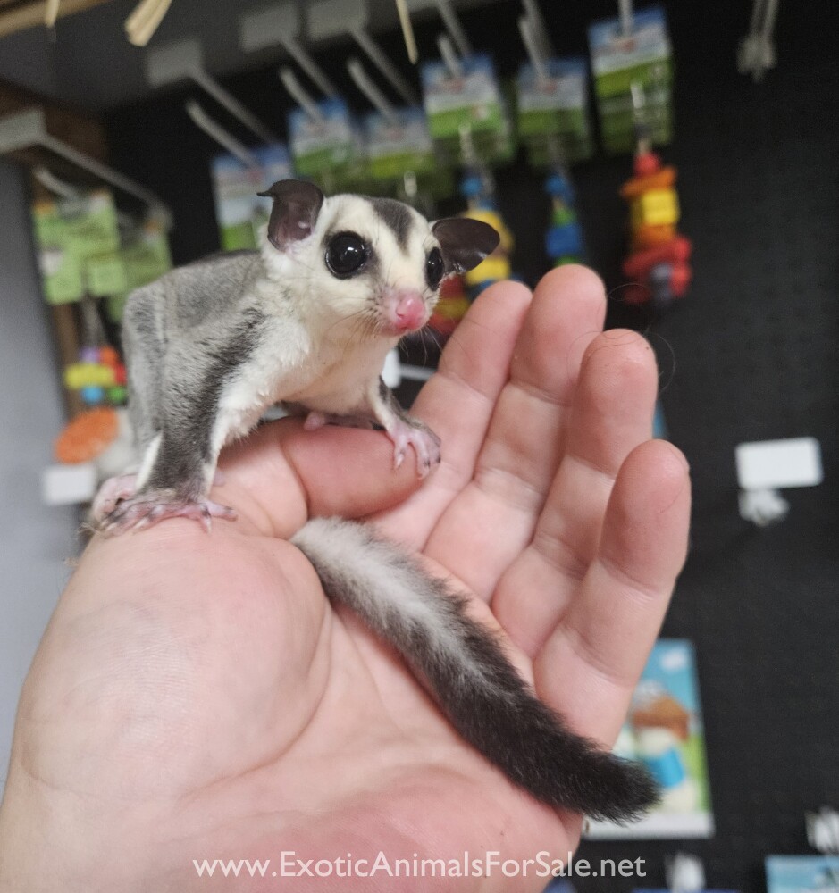 Sugar Glider SALE! Financing & transport available! for Sale